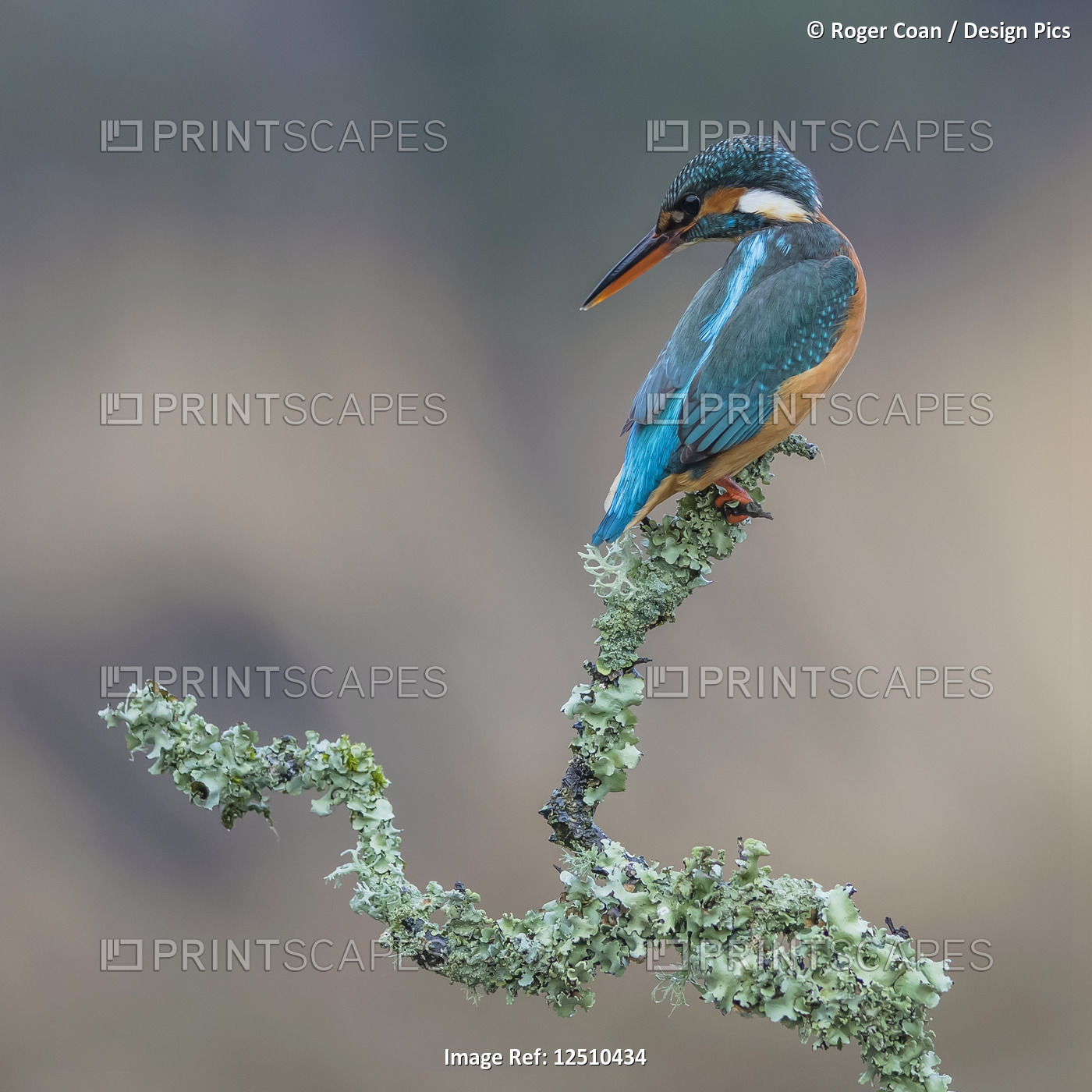 Female Kingfisher (Alcedinidae) perched on the branch of a tree covered in ...