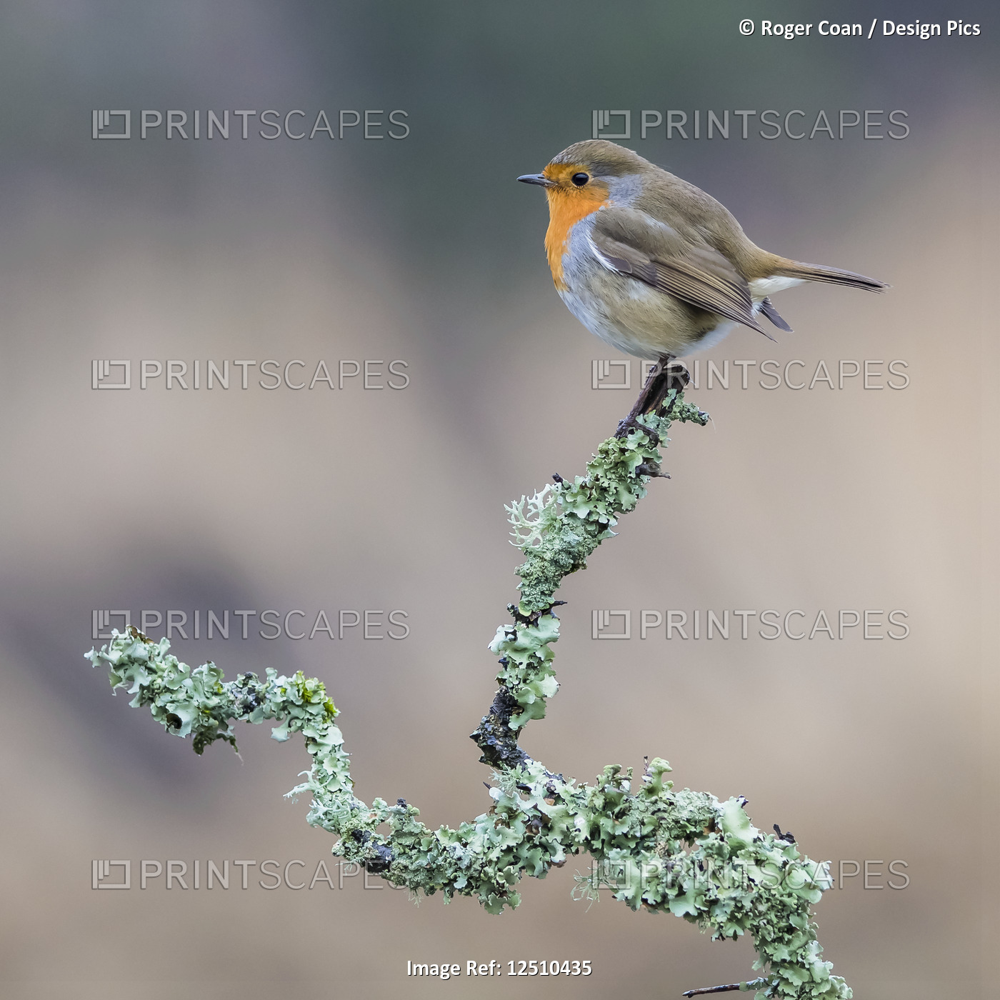 A colourful Robin (Turdidae) perched in a tree branch covered in foliage; ...