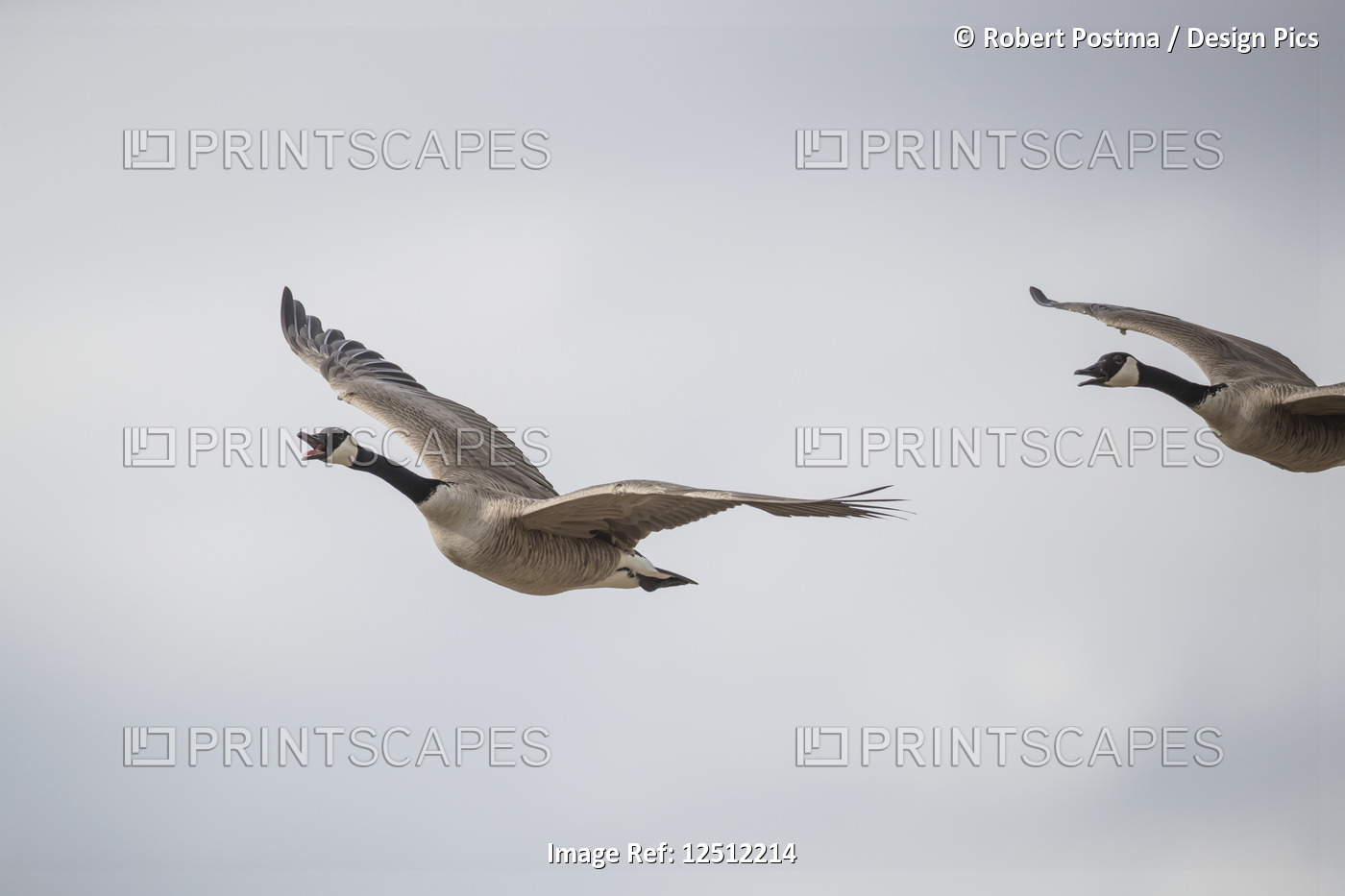 Flying Canadian Geese (Branta canadensis); Val Marie, Saskatchewan, Canada