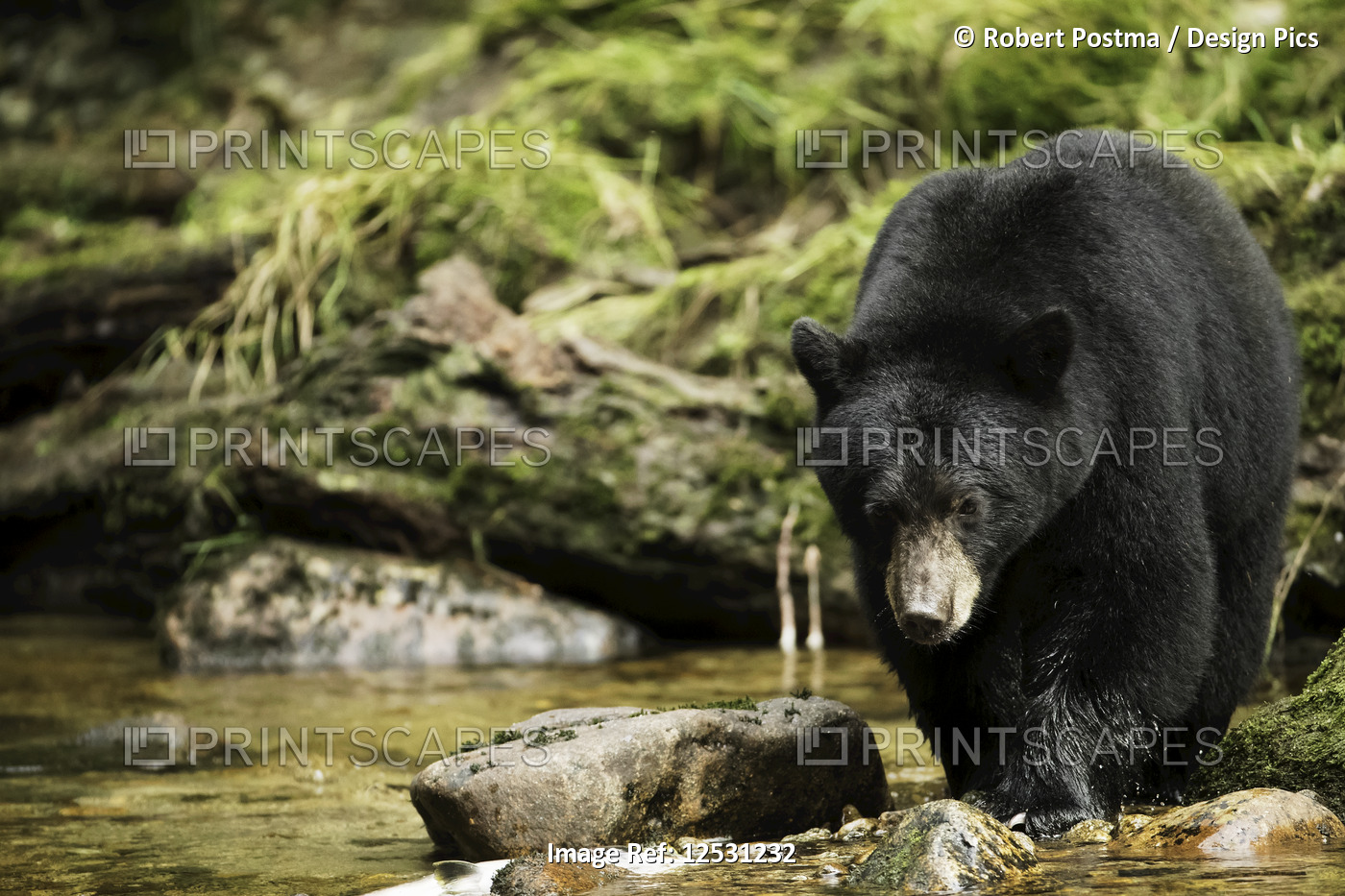 Black bear (Ursus americanus) fishing in the Great Bear Rainforest; Hartley ...