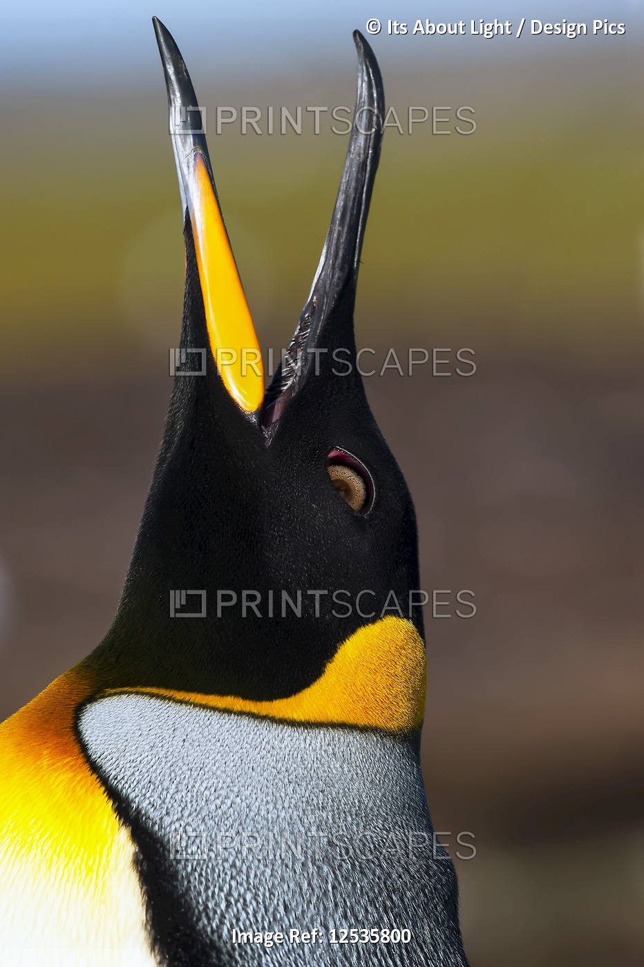 Close-up of King Penguin's (Aptenodytes patagonicus) head looking up, showing ...