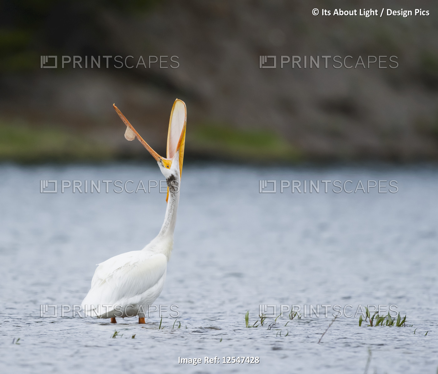 American white pelican (Pelecanus erythrorhynchos) standing in water and ...