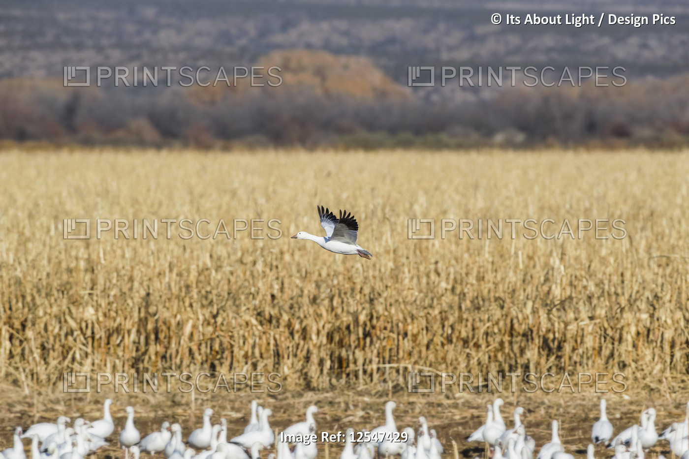 Snow goose (Anser caerulescens) flying over a field, Bosque del Apache National ...