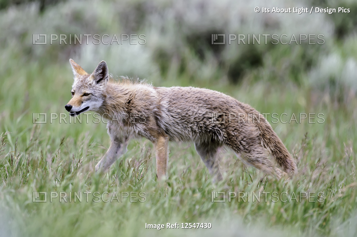 Coyote walking in grass, Grand Teton National Park; Wyoming, United States of ...