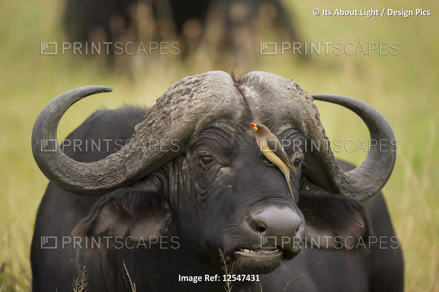 Water buffalo (Bubalus bubalis) with a bird perched on it's face, Ngorongoro ...
