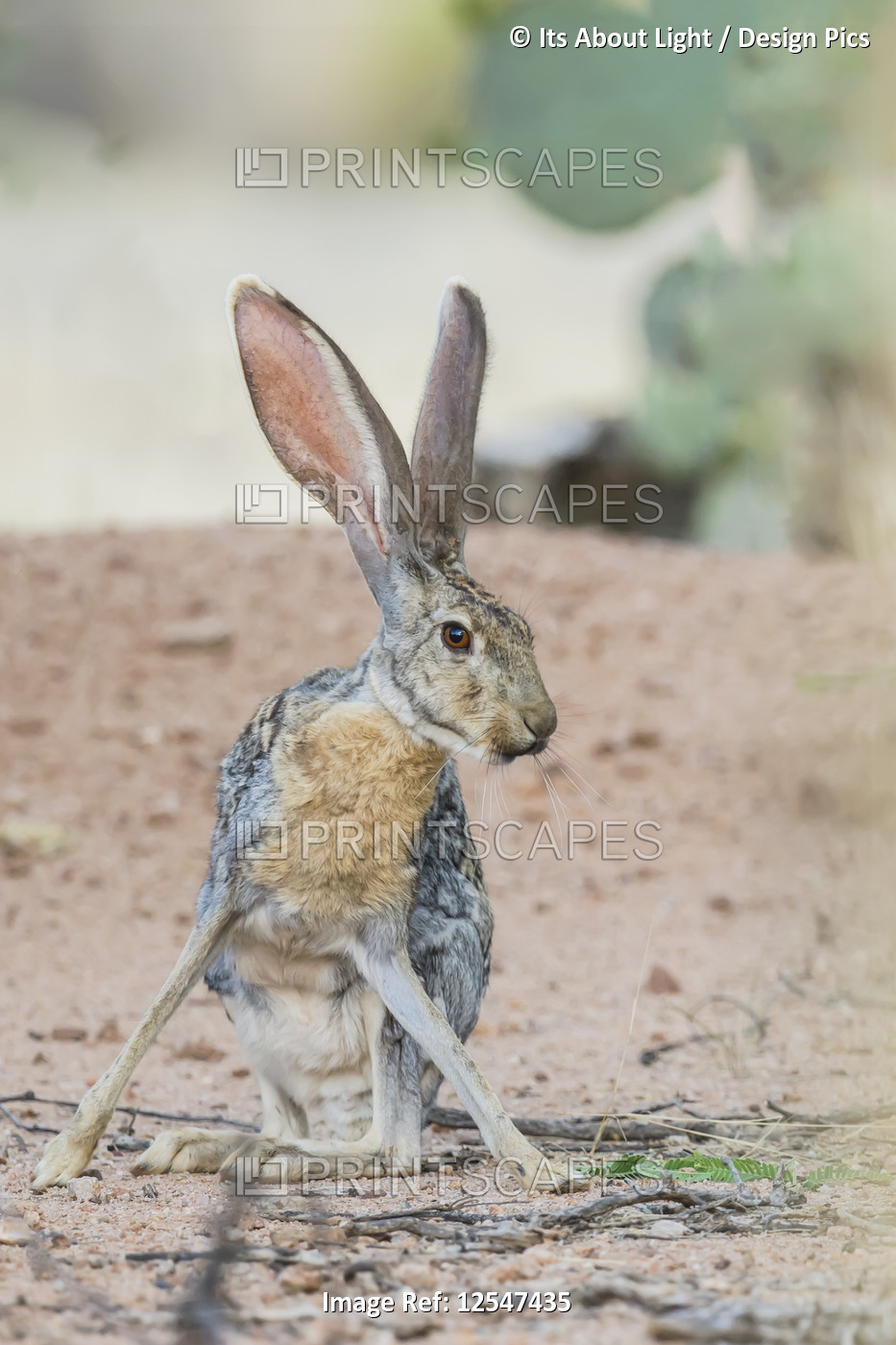 Jack rabbit; Arizona, United States of America