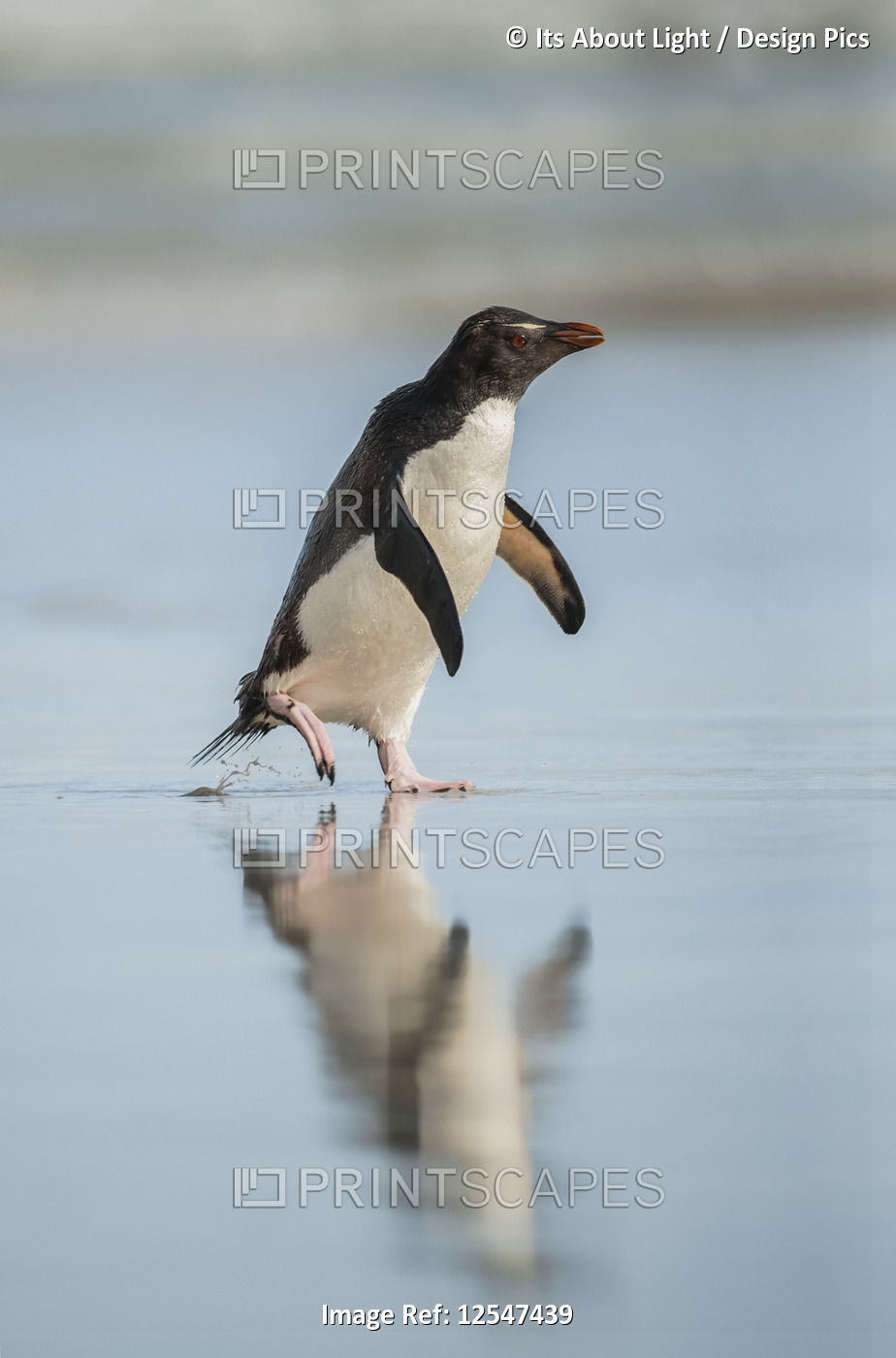 Gentoo penguin (Pygoscelis papua) walking on a wet surface with it's reflection ...