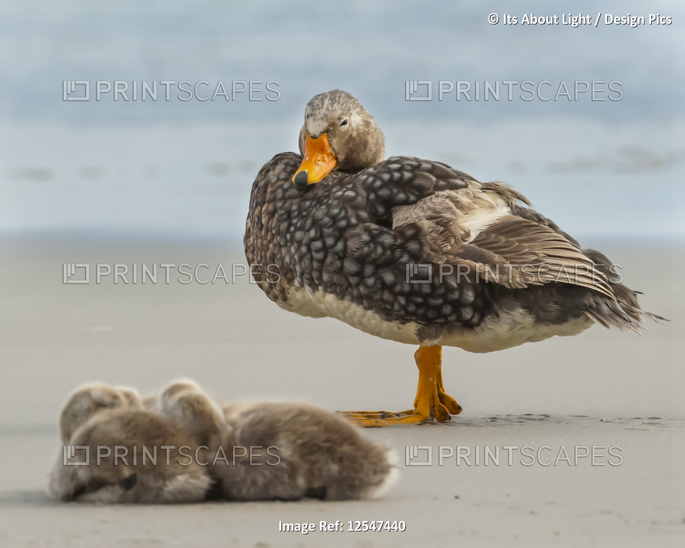Falkland steamer duck (Tachyeres brachypterus) with chicks on the beach; ...
