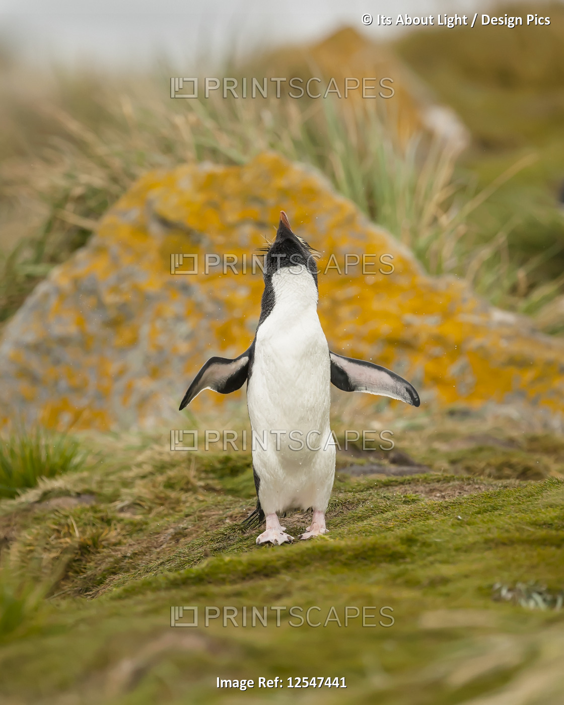 Gentoo penguin (Pygoscelis papua) standing and looking up to the sky with wings ...