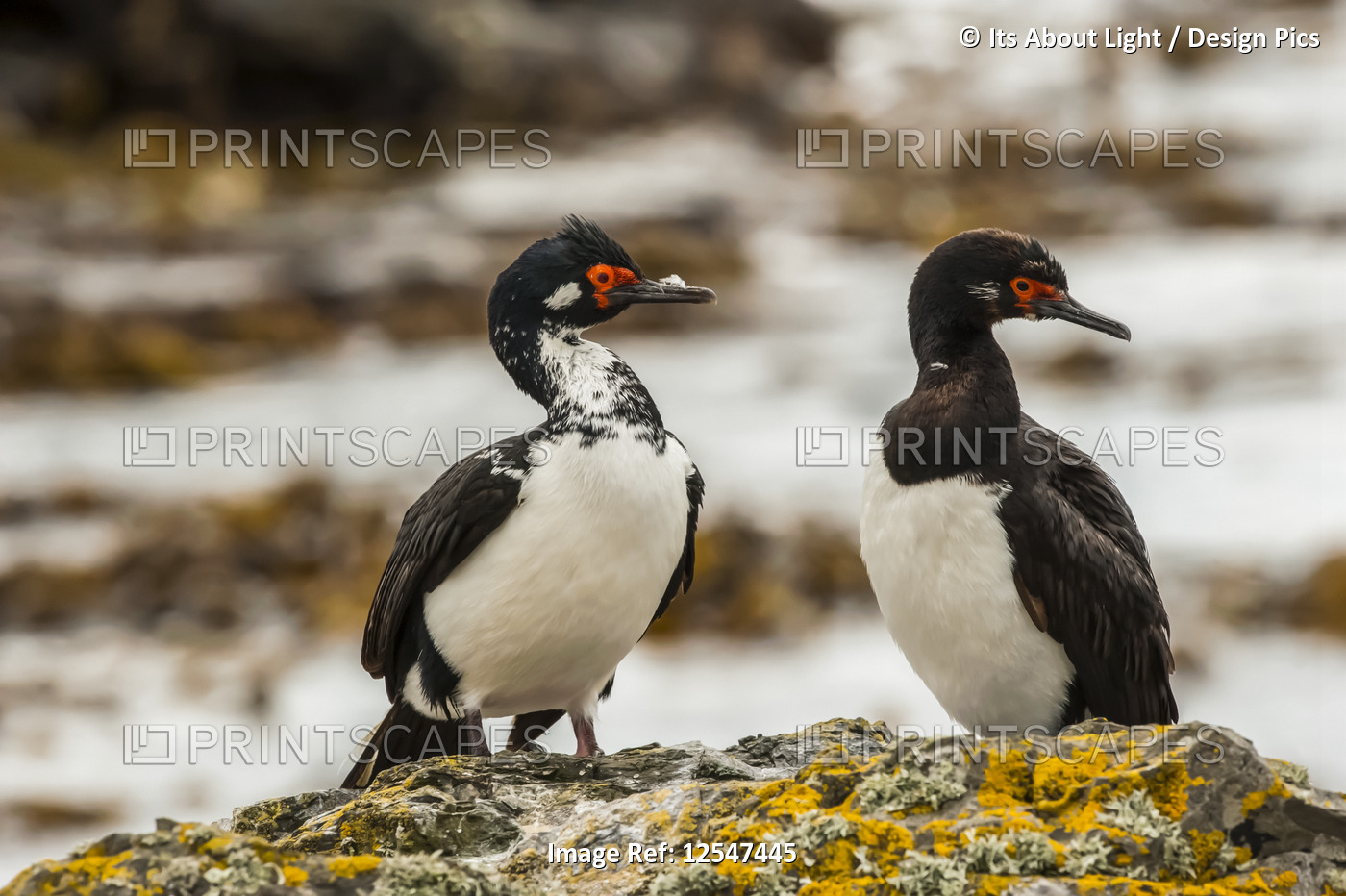 Rock shag (Phalacrocorax magellanicus) standing on a lichen-covered rock; ...