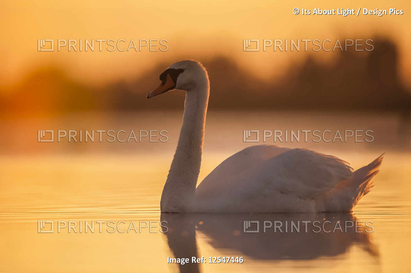 Swan (Cygnus) swimming at sunset with orange sky reflected on the tranquil ...