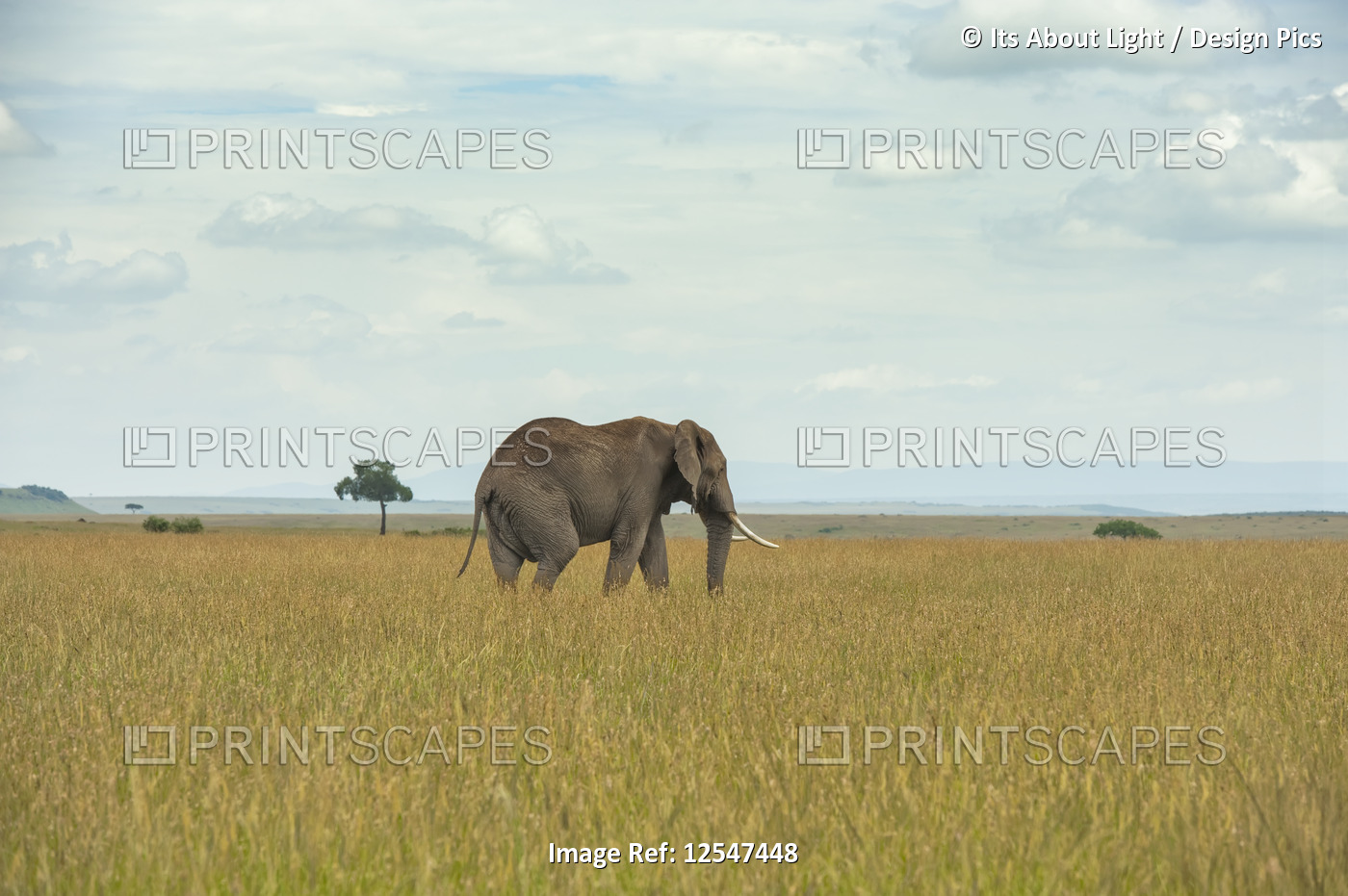 African elephant (Loxodonta) on the Serengeti; Tanzania