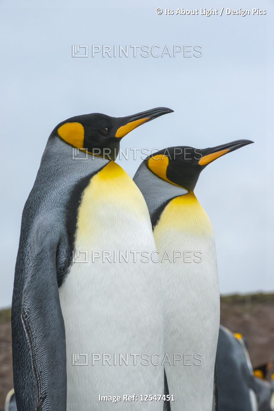 King penguins (Aptenodytes patagonicus); Volunteer Point, Falkland Islands
