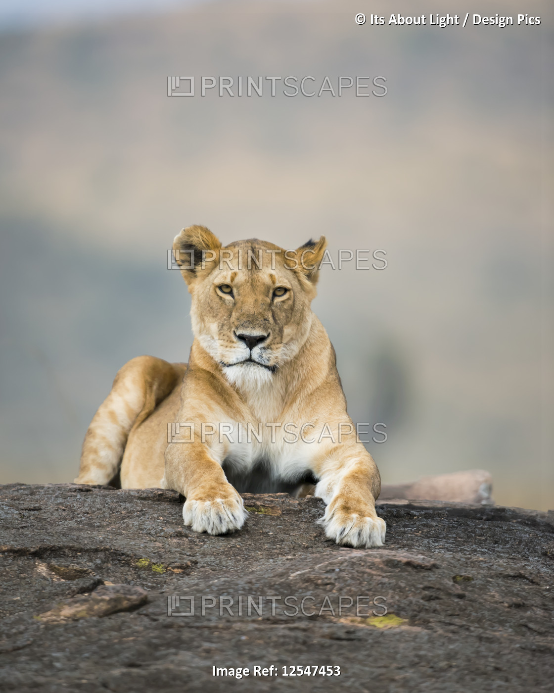 Lioness (Leo panthera) laying on a rock, Maasai Mara National Reserve; Kenya