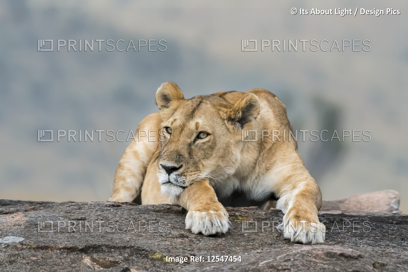 Lioness (Leo panthera) laying on a rock, Maasai Mara National Reserve; Kenya