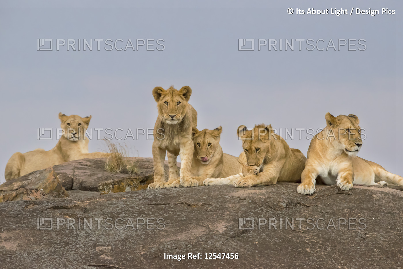 Lionesses (Leo panthera) laying on a rock, Maasai Mara National Reserve; Kenya