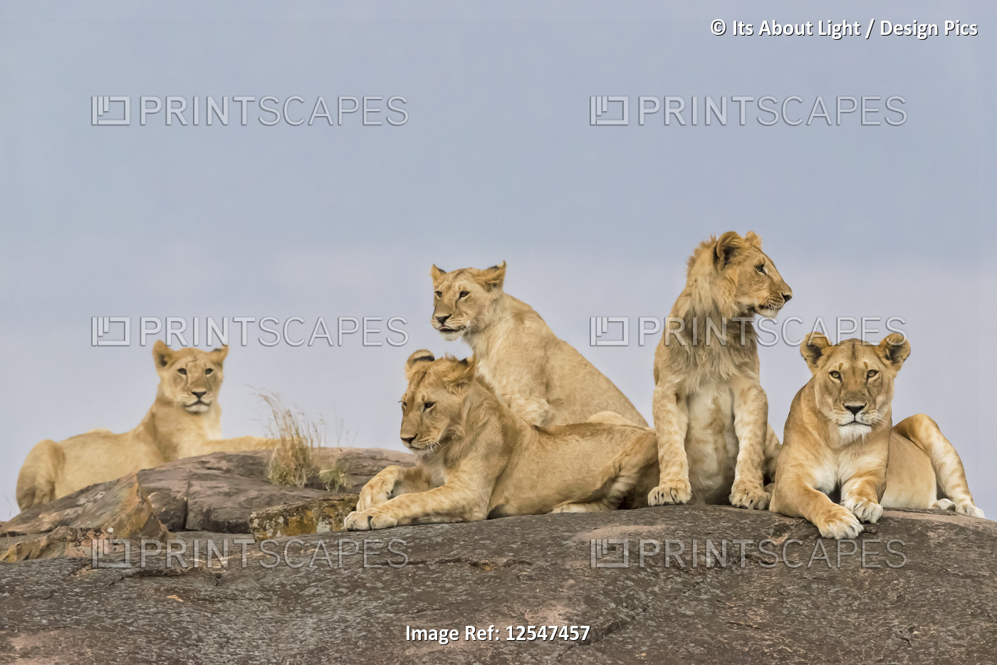 Lionesses (Leo panthera) laying on a rock, Maasai Mara National Reserve; Kenya