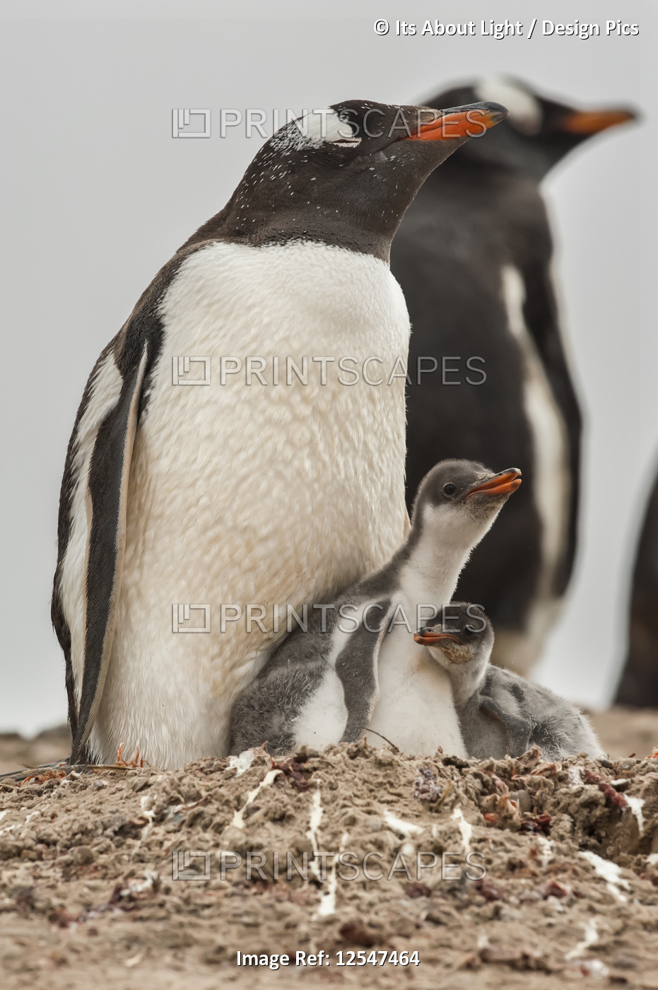 Gentoo Penguin (Pygoscelis papua) with it's young; The Neck, Falkland Islands