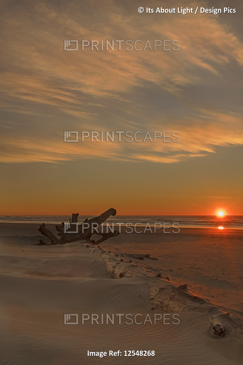 Driftwood on Heceta Beach taken at sunset; Florence, Oregon, United States of ...