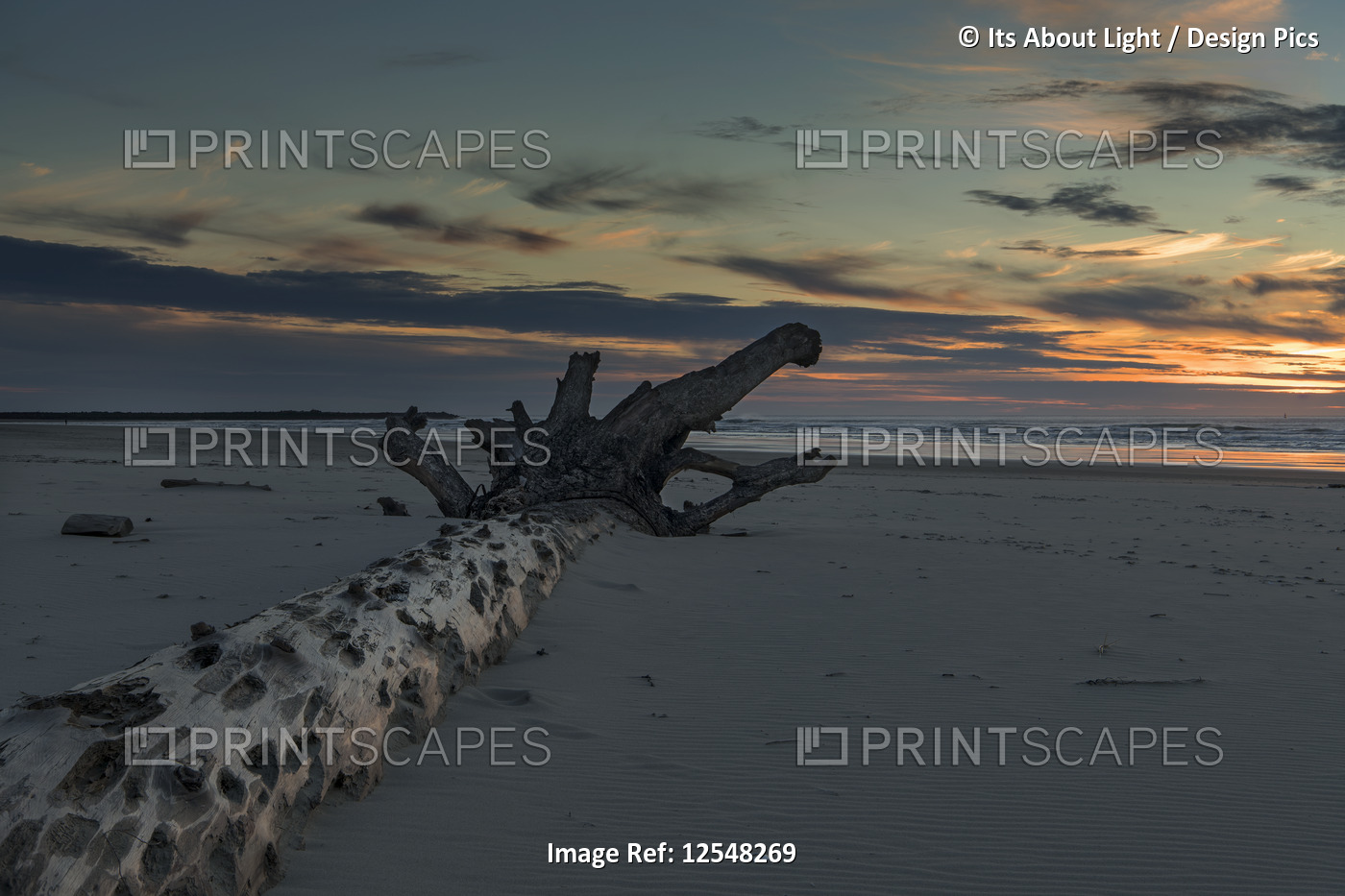 Driftwood on Heceta Beach taken at sunset; Florence, Oregon, United States of ...